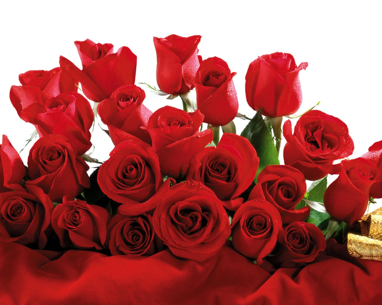 Rose Foto tapety (5) #7 - 1280x1024