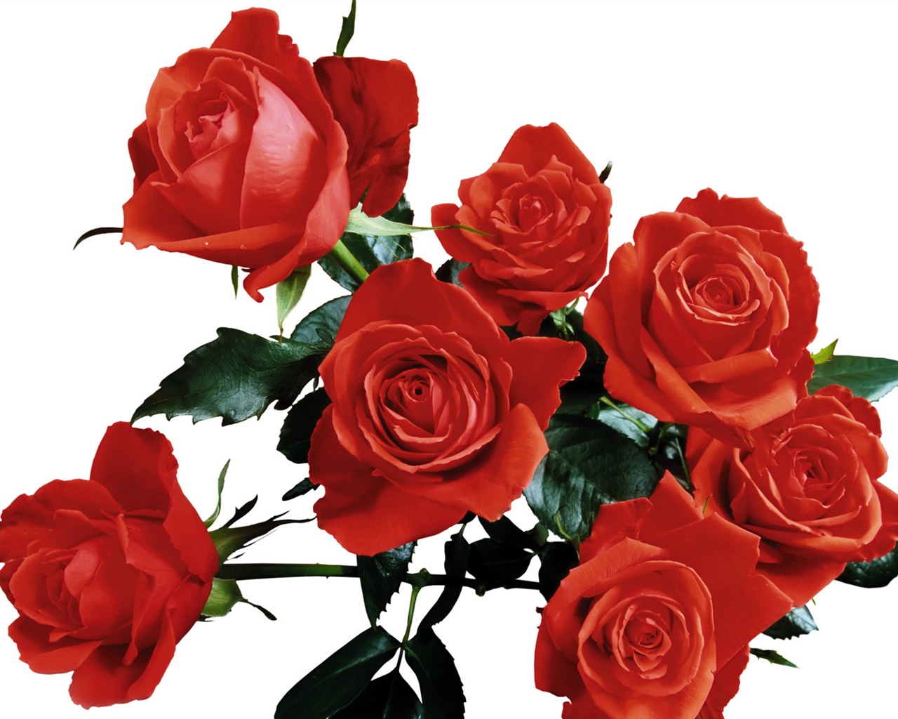 Rose Foto tapety (5) #8 - 1280x1024