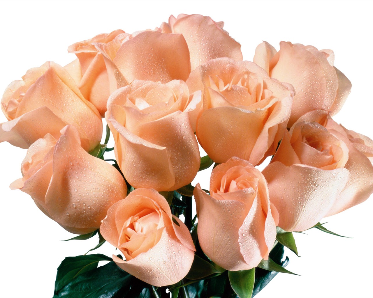 Rose Foto tapety (5) #9 - 1280x1024