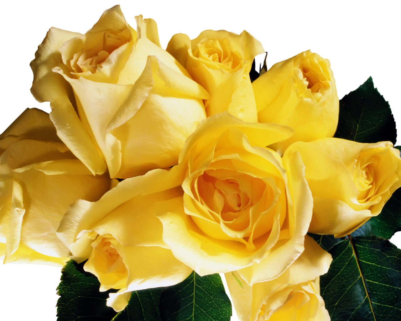 Rose Photo Wallpaper (5) #11 - 1280x1024