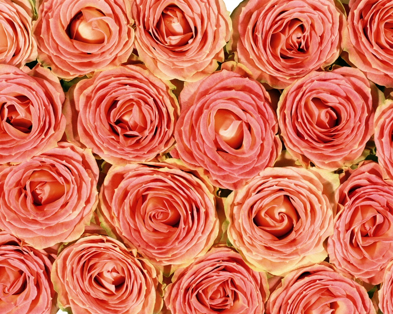 玫瑰写真 壁纸(五)14 - 1280x1024
