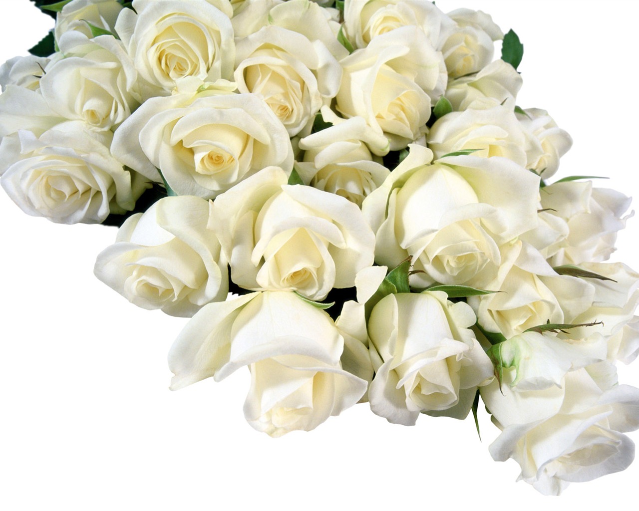 Rose Foto tapety (5) #17 - 1280x1024