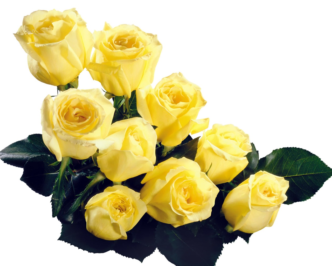 Rose Foto tapety (5) #19 - 1280x1024