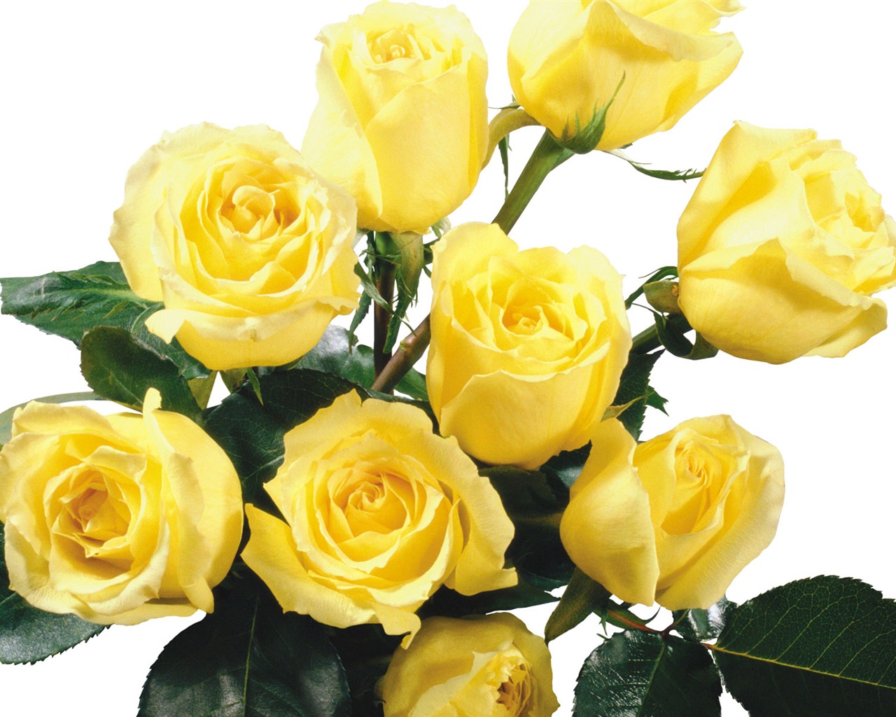 Rose Foto tapety (5) #20 - 1280x1024
