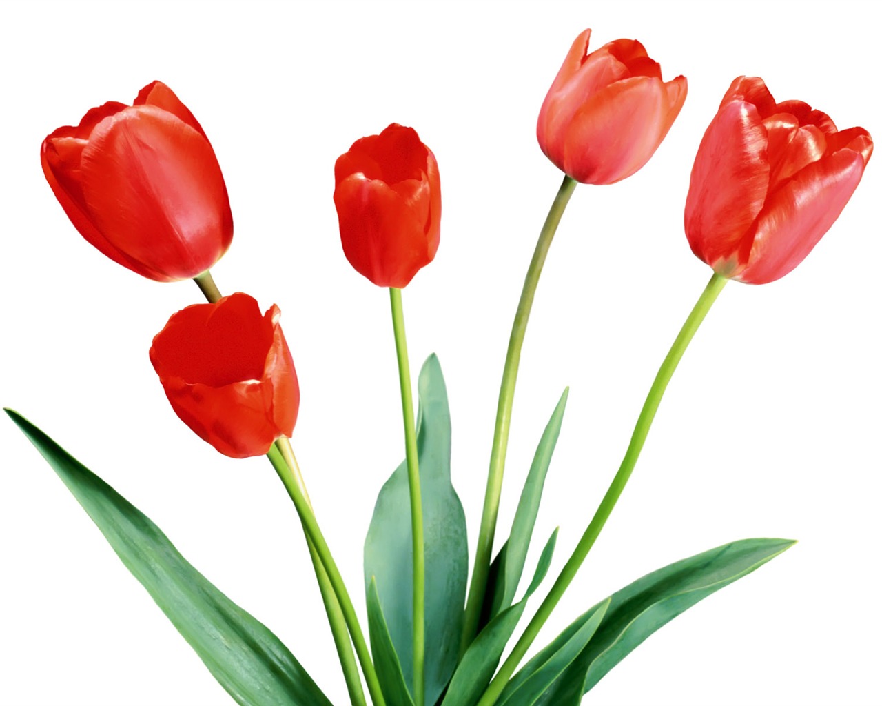Tulip tapety album (1) #1 - 1280x1024