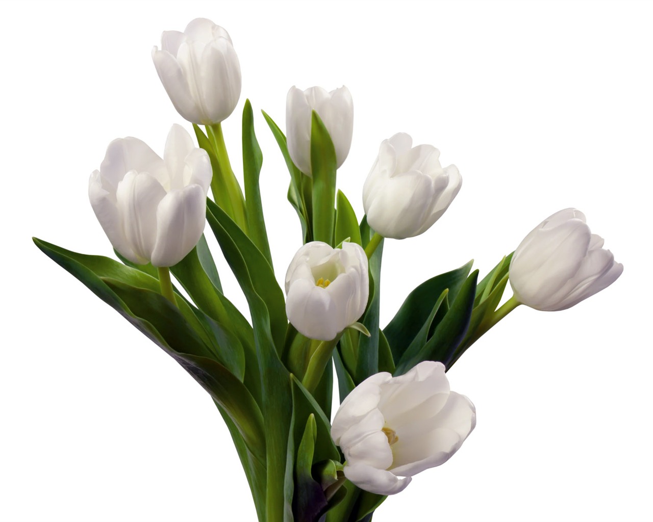 Tulip tapety album (1) #2 - 1280x1024