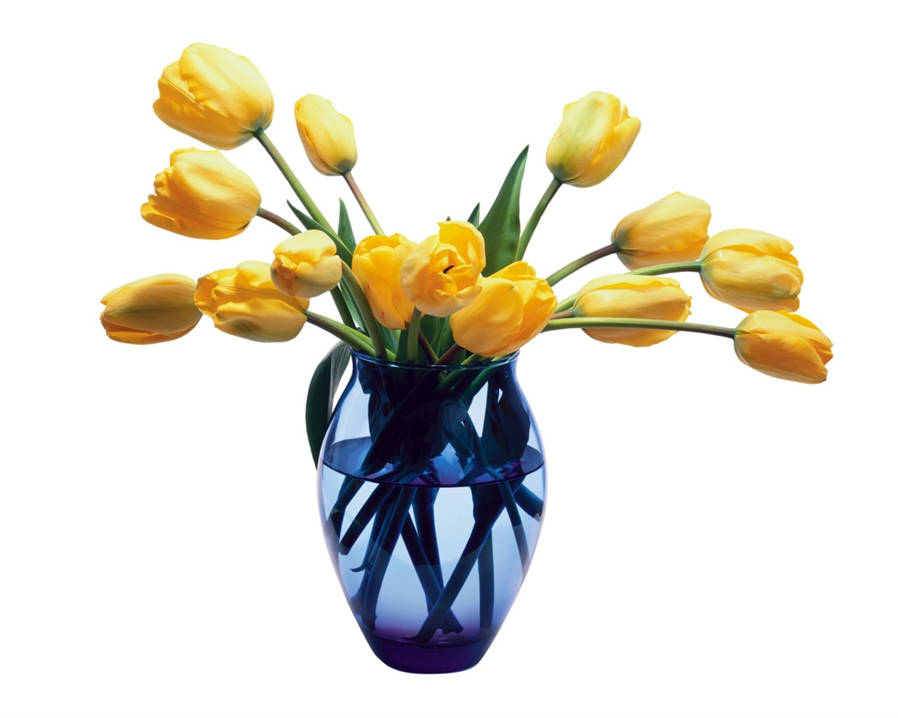Tulip tapety album (1) #4 - 1280x1024