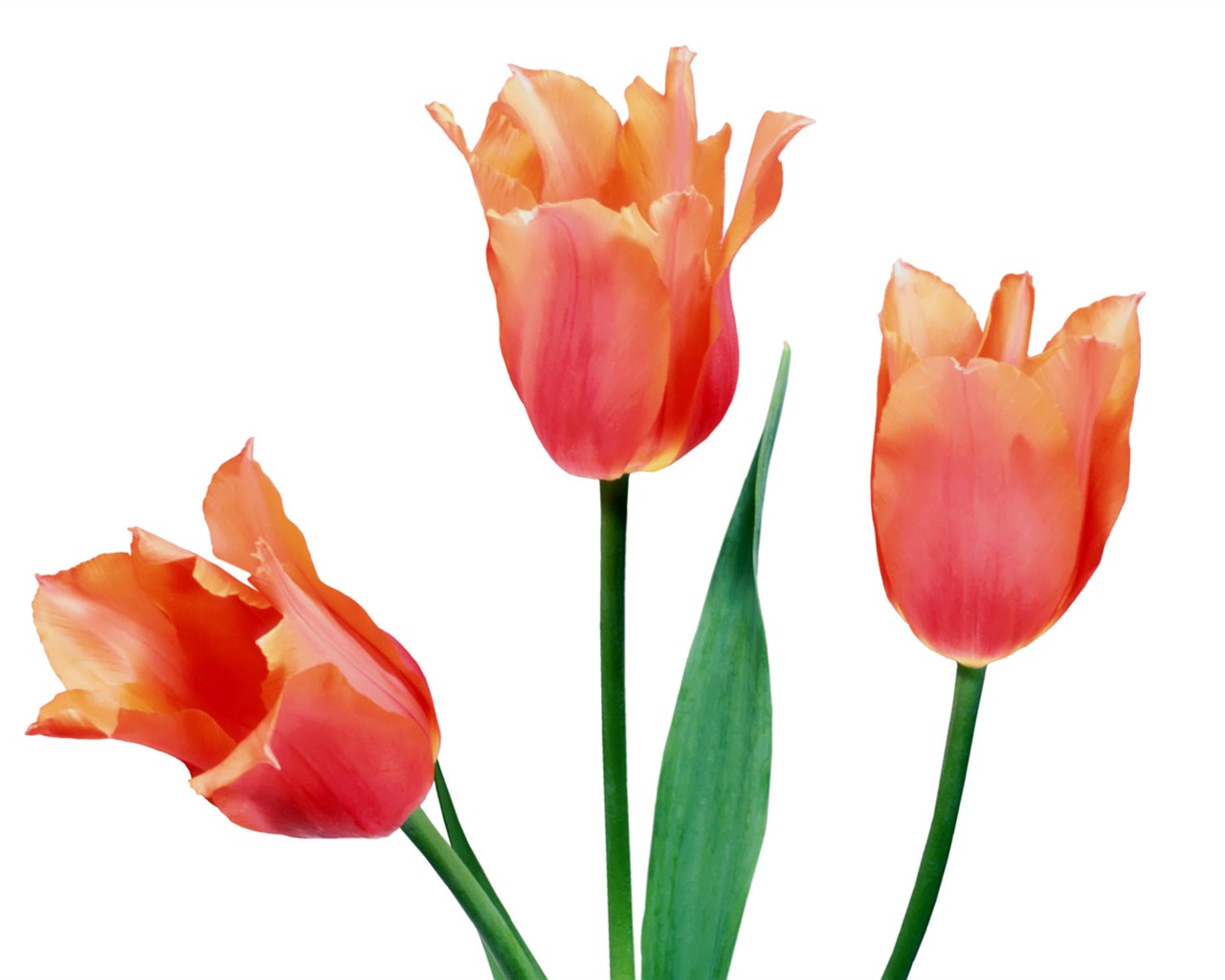 Tulip tapety album (1) #5 - 1280x1024