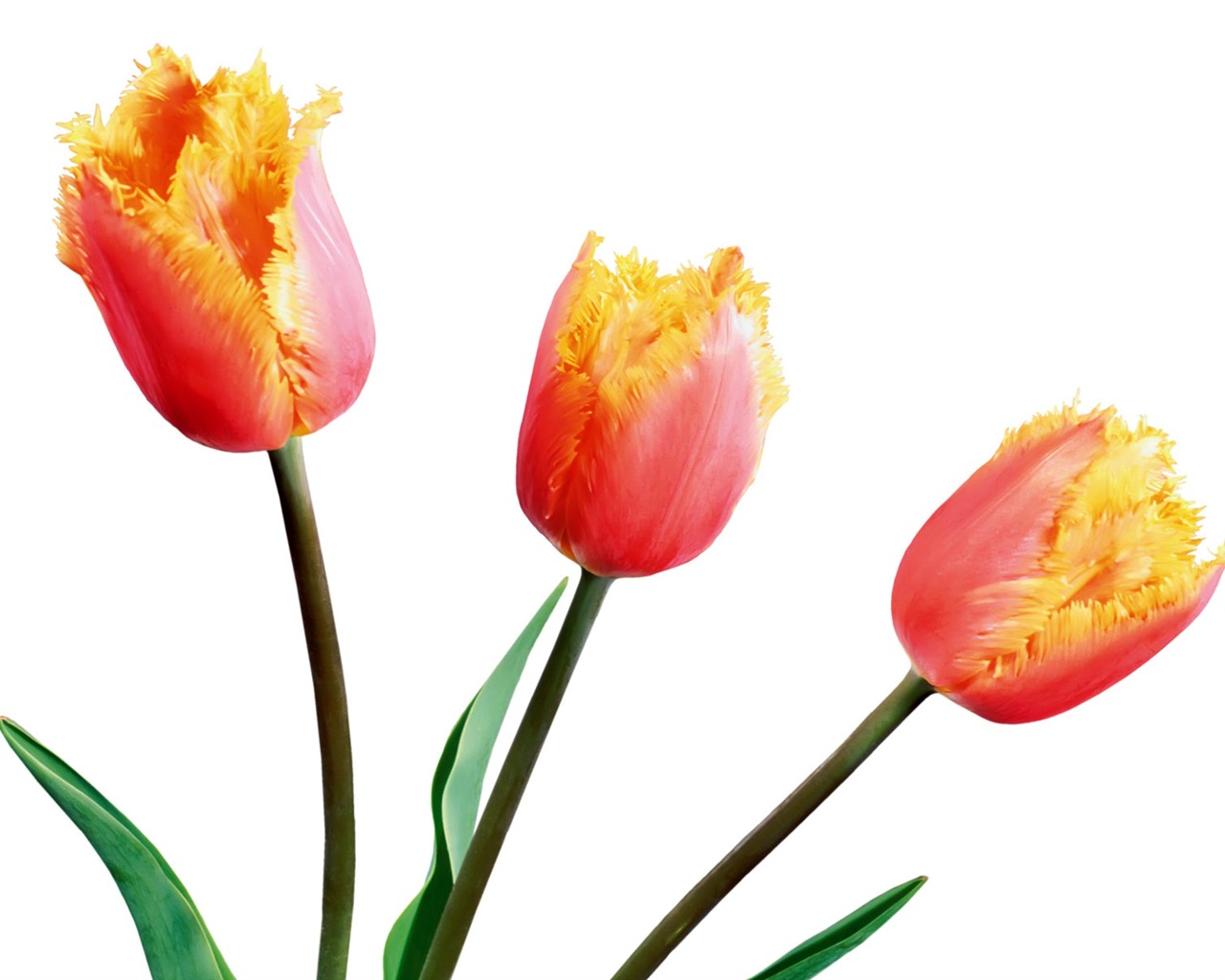 Tulip wallpaper album (1) #6 - 1280x1024