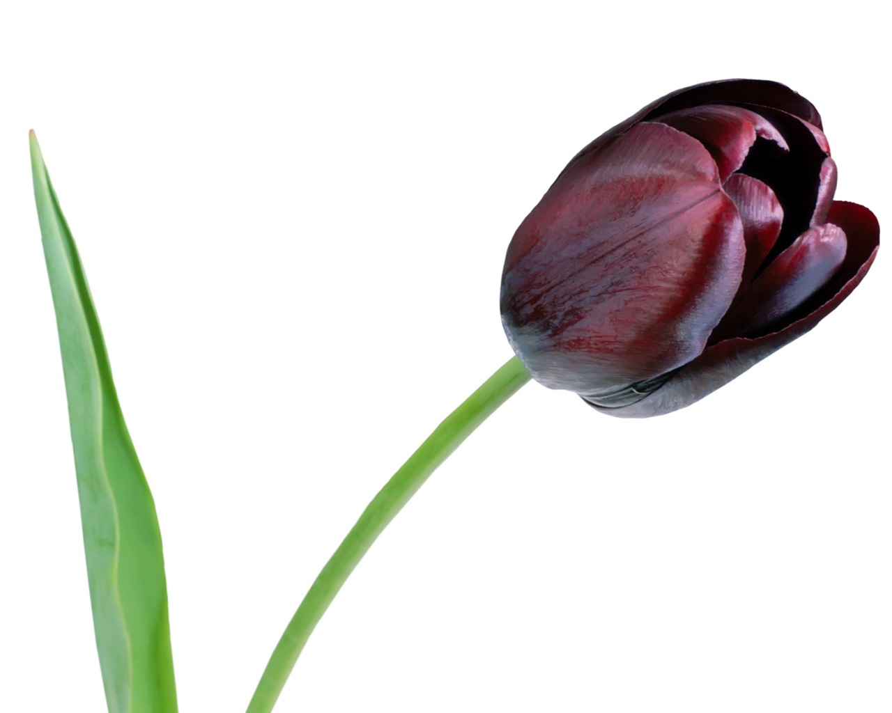 Tulip tapety album (1) #7 - 1280x1024