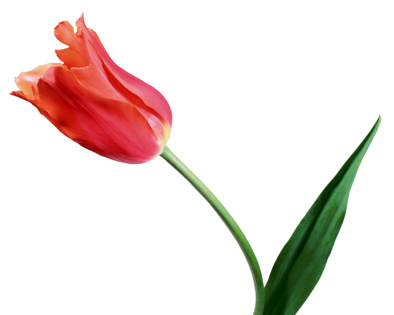 Tulip wallpaper album (1) #8 - 1280x1024