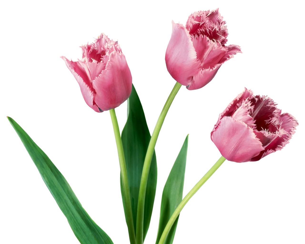 Tulip tapety album (1) #9 - 1280x1024