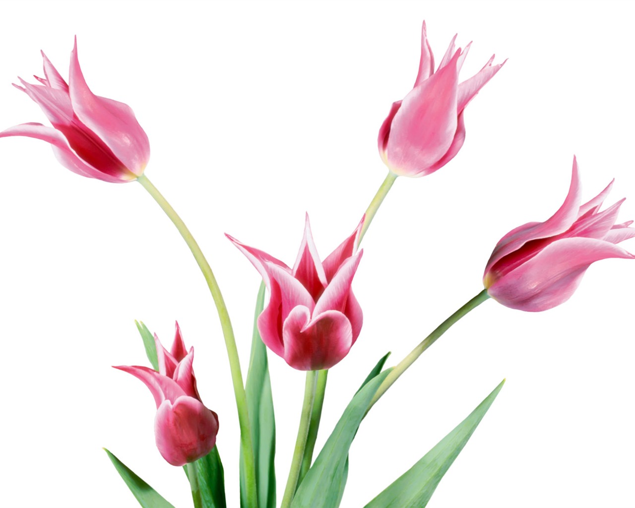 Tulip tapety album (1) #10 - 1280x1024