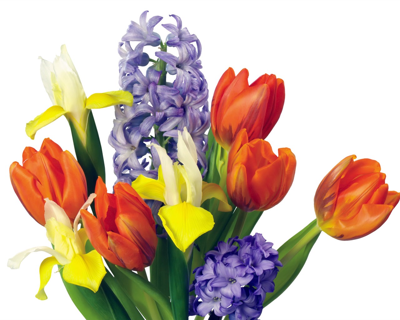 Tulip tapety album (1) #11 - 1280x1024