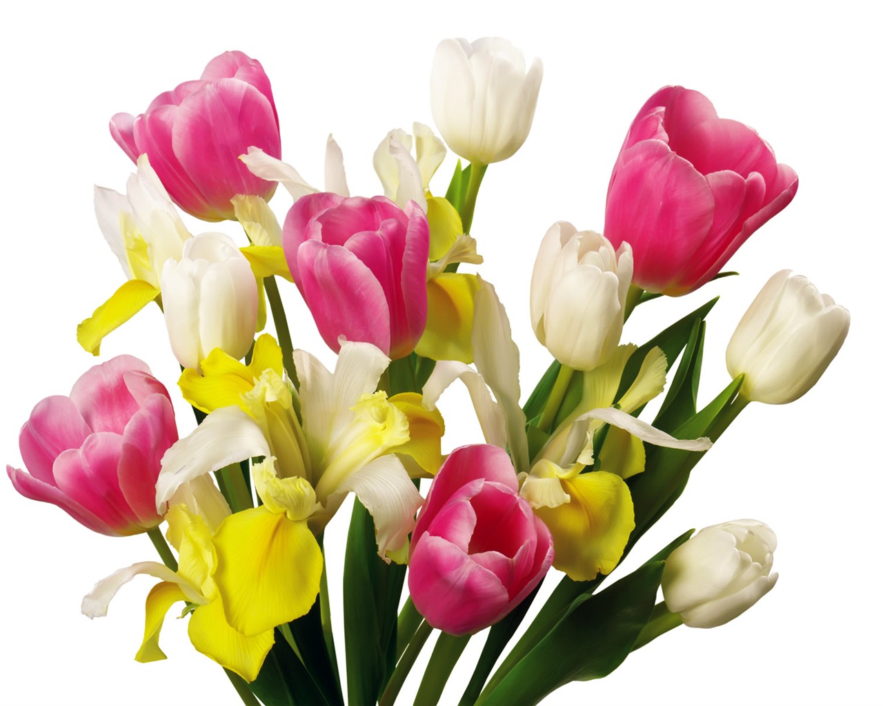 Tulip tapety album (1) #12 - 1280x1024