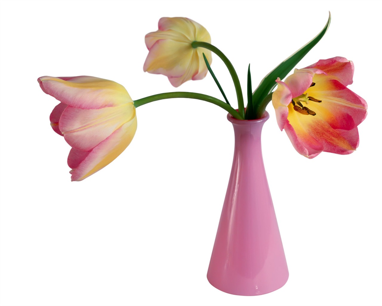 Tulip tapety album (1) #14 - 1280x1024