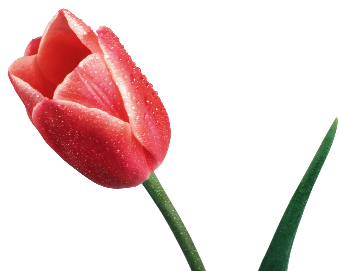 Tulip tapety album (1) #17 - 1280x1024