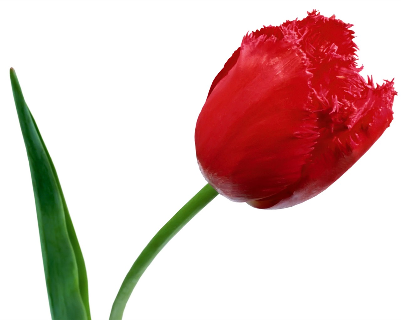 Tulip tapety album (1) #18 - 1280x1024