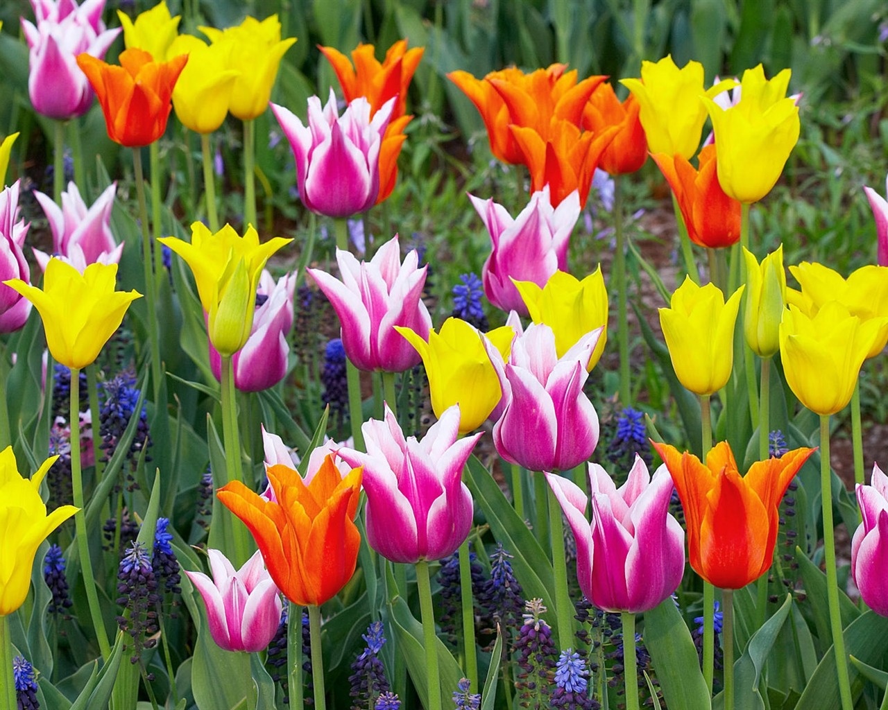 Widescreen wallpaper flowers close-up (12) #3 - 1280x1024