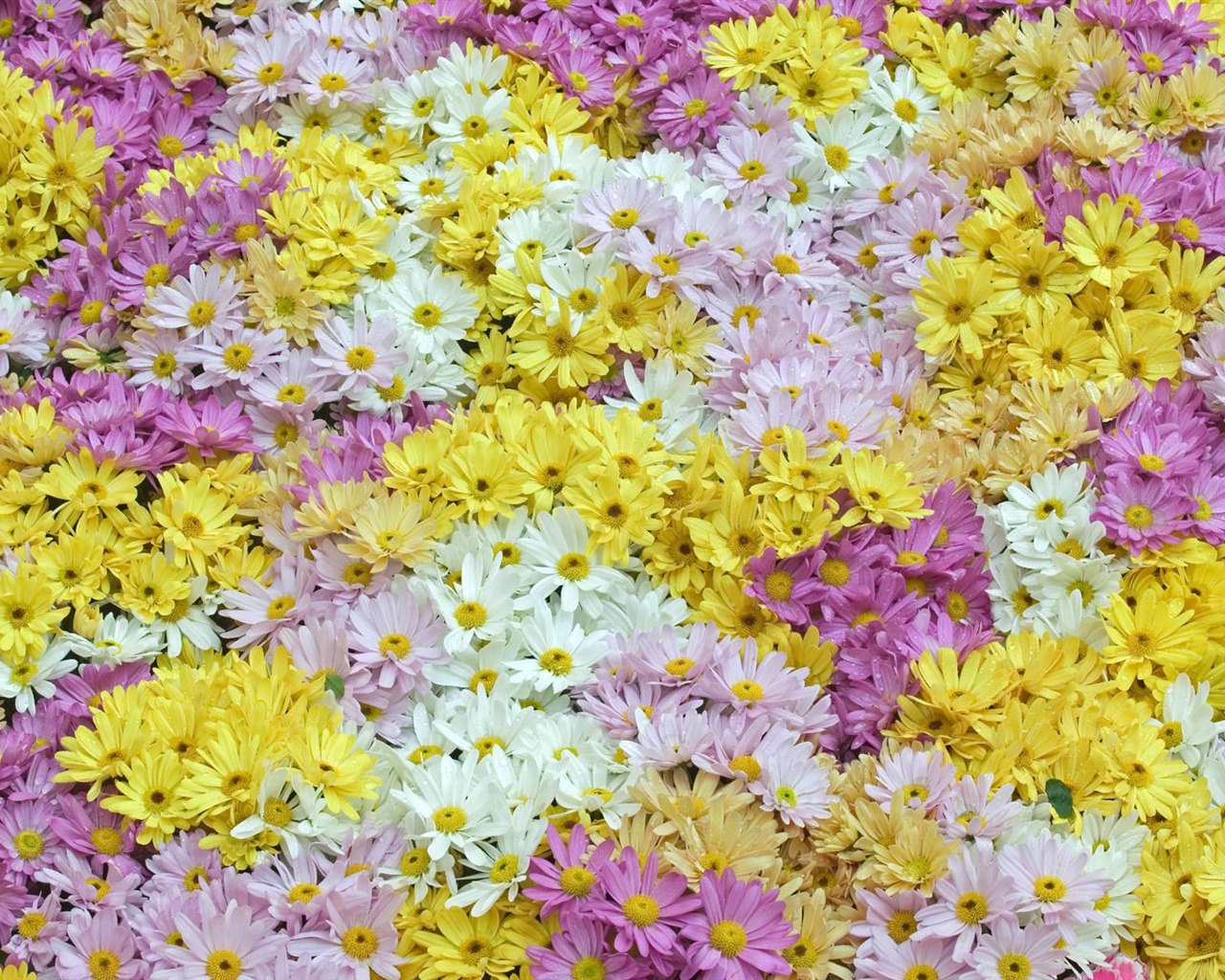 와이드 스크린 벽지의 꽃 가까이에서 (12)까지 #6 - 1280x1024
