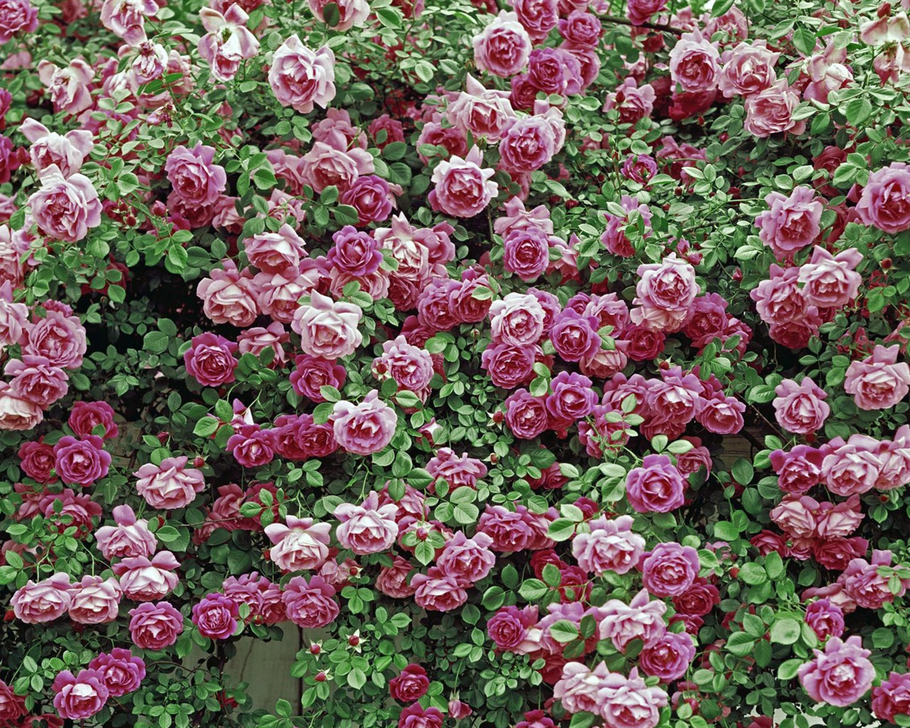 와이드 스크린 벽지의 꽃 가까이에서 (12)까지 #11 - 1280x1024