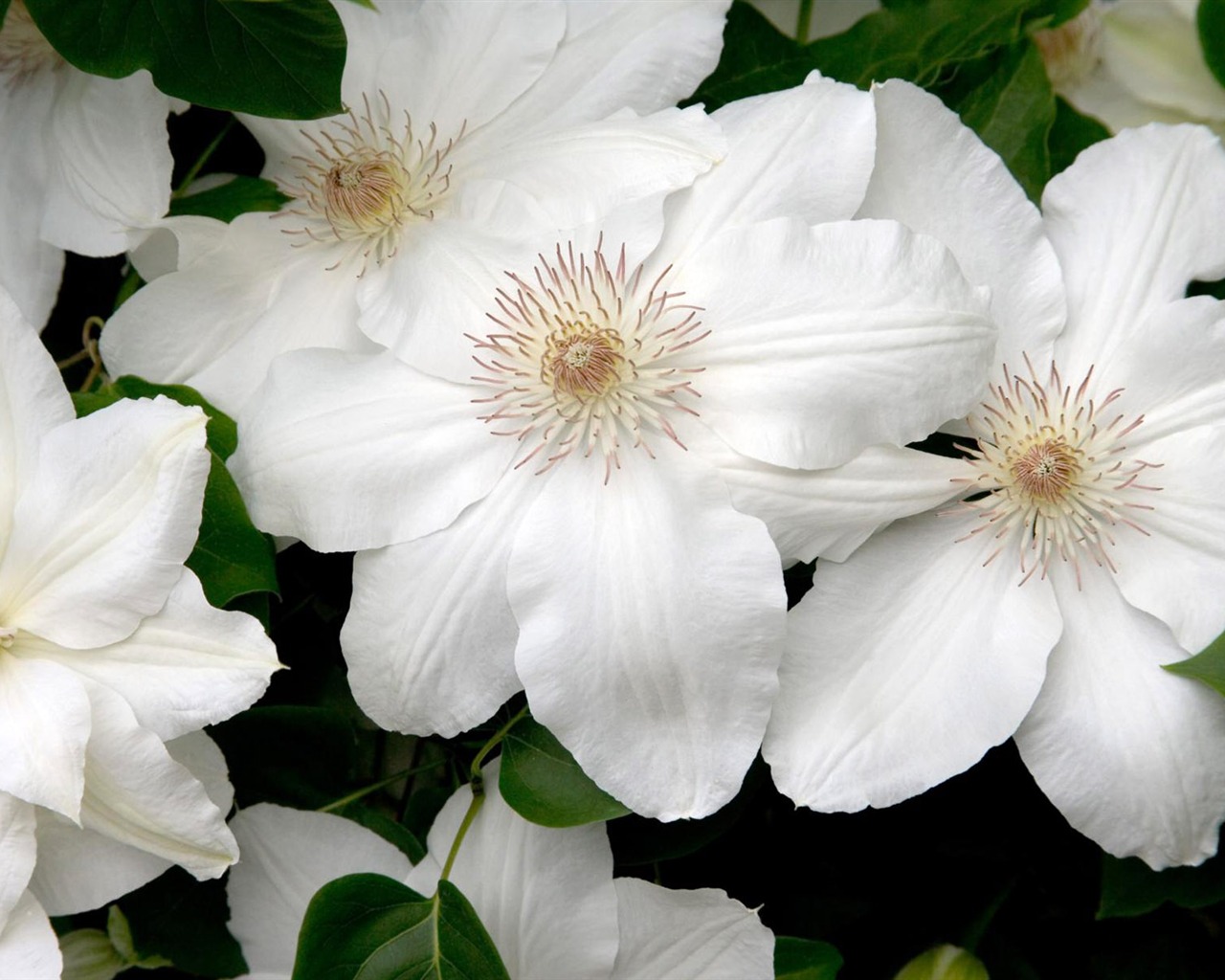 Widescreen wallpaper flowers close-up (12) #19 - 1280x1024