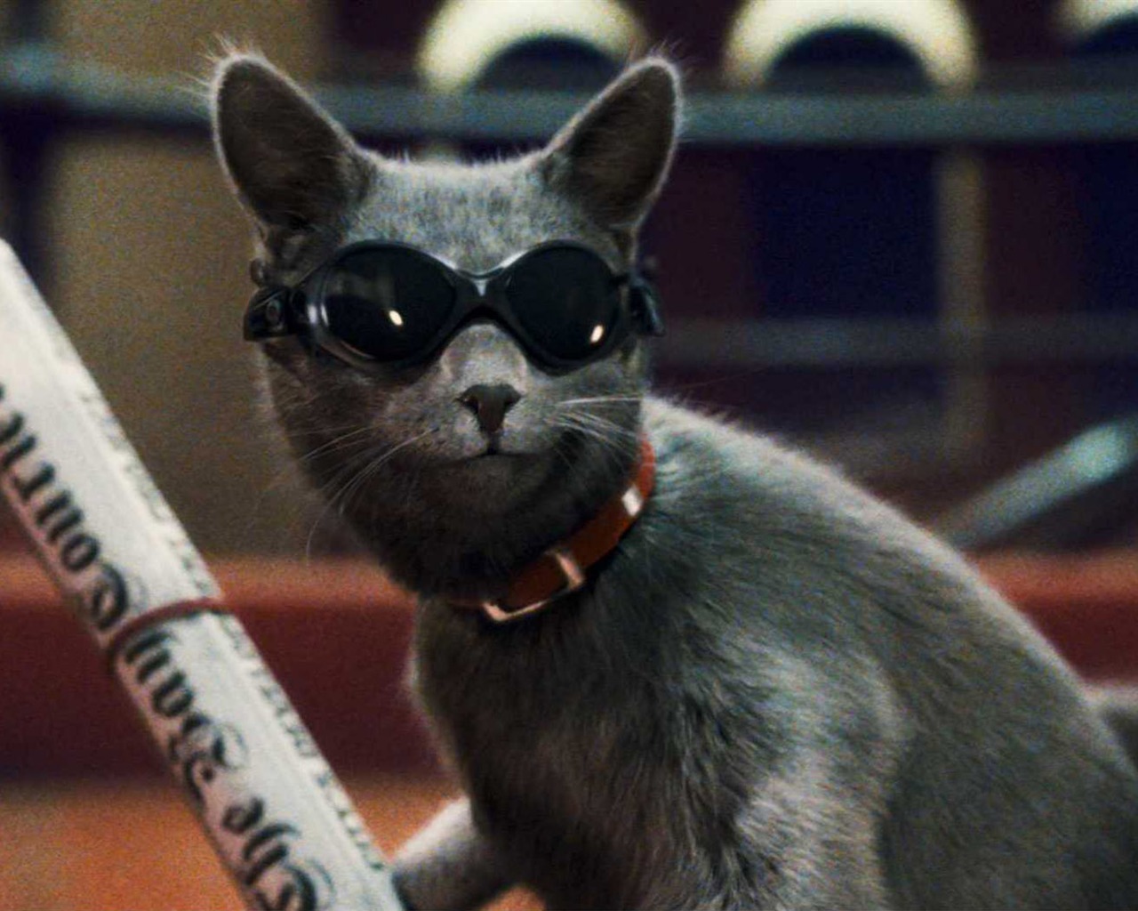 貓狗大戰2：貓怪的複仇 壁紙專輯 #17 - 1280x1024