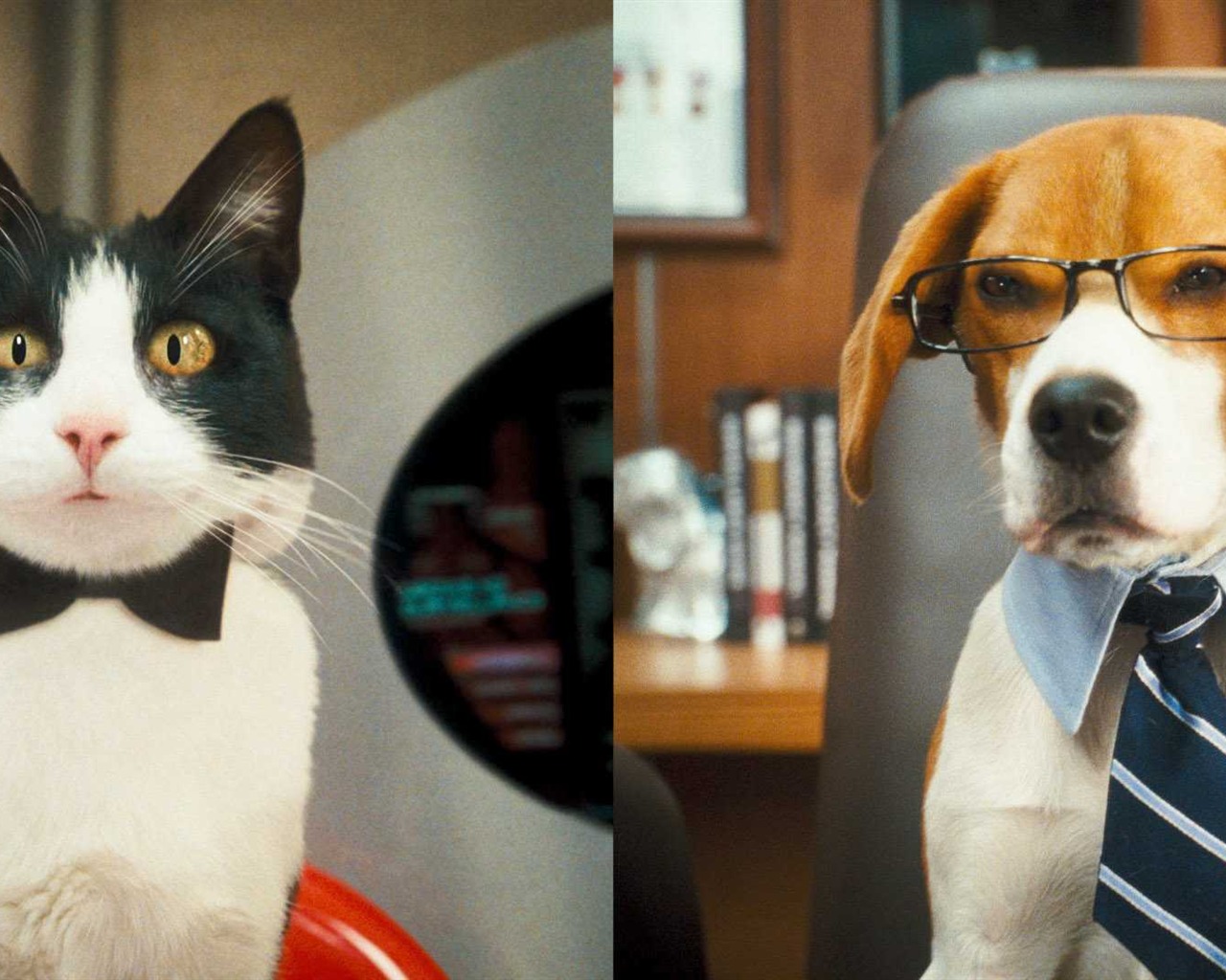 개와 고양이 : 키티 풍부한 맛의 HD 벽지의 복수 #1 - 1280x1024