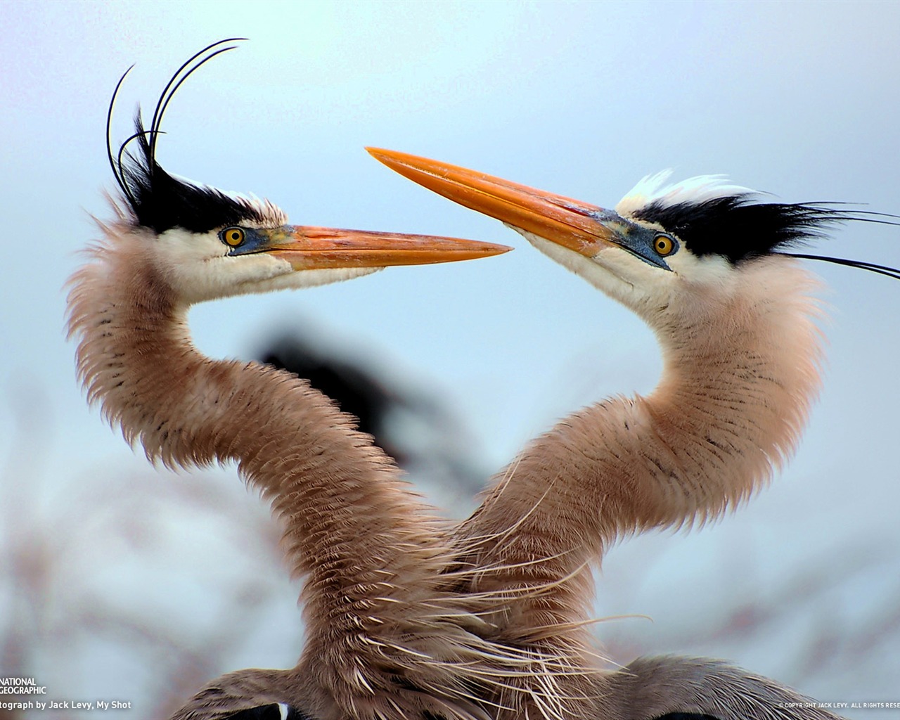 National Geographic album papier peint des animaux (7) #7 - 1280x1024