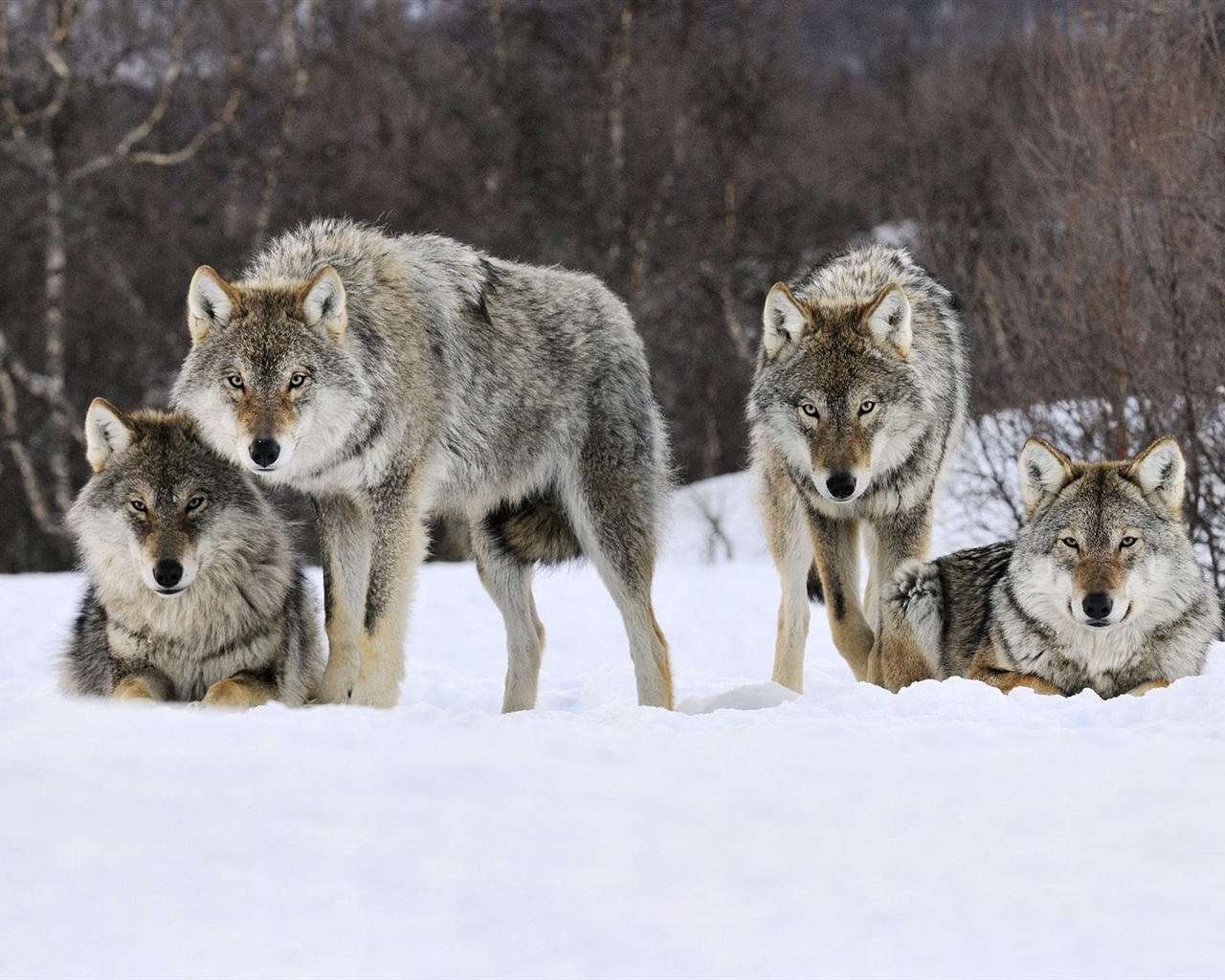 Animal Wallpaper Collection (20) #2 - 1280x1024