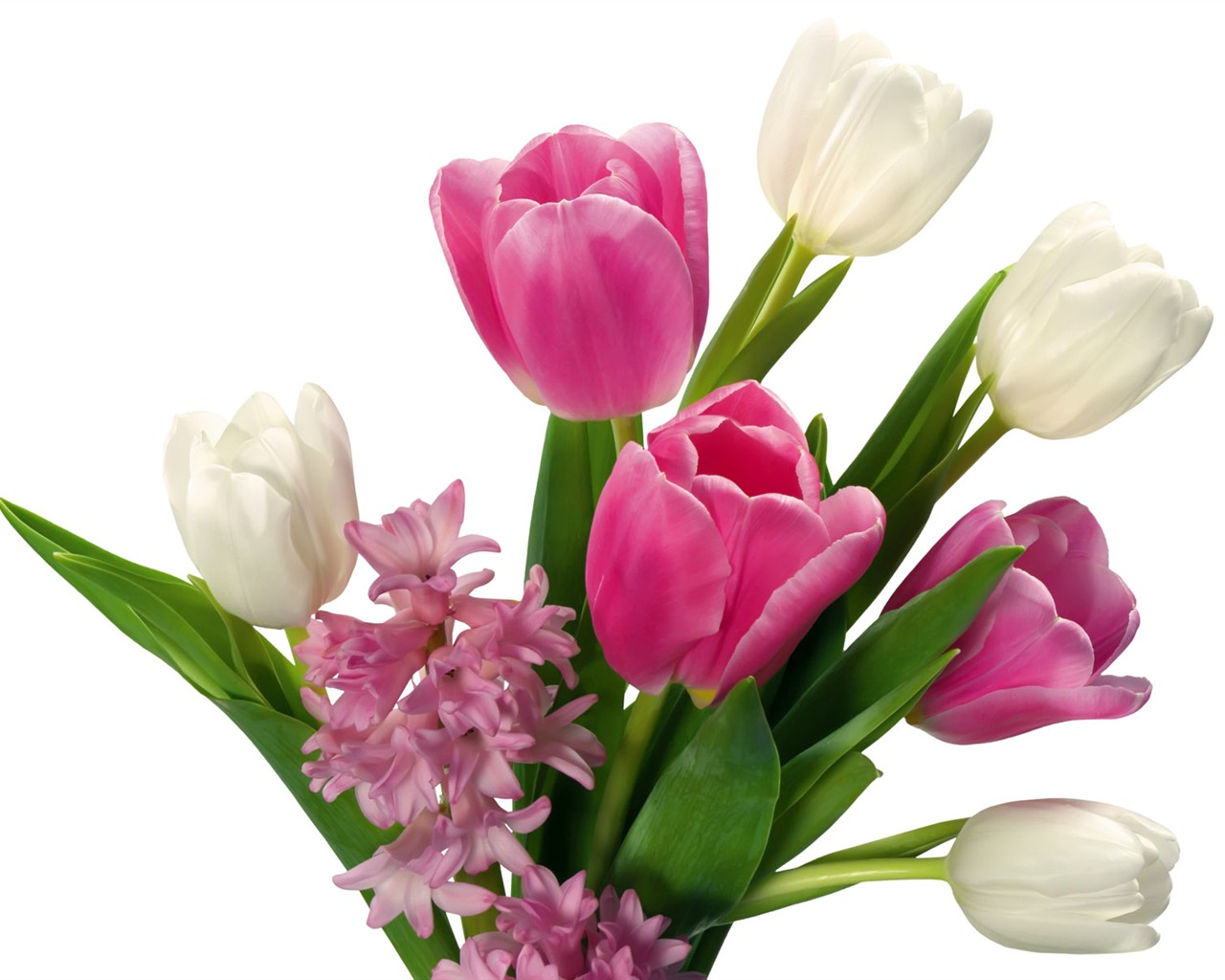 Tulip tapety album (2) #1 - 1280x1024