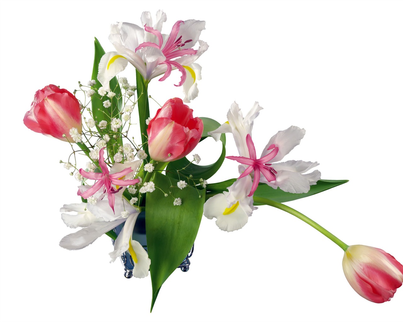 Tulip tapety album (2) #2 - 1280x1024