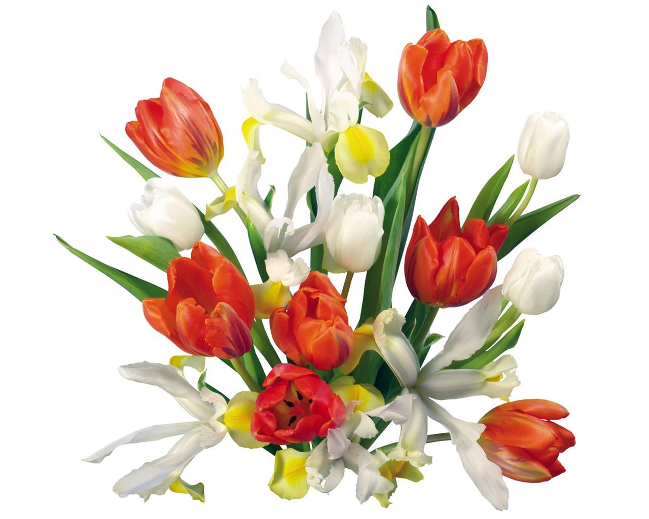 Tulip tapety album (2) #3 - 1280x1024