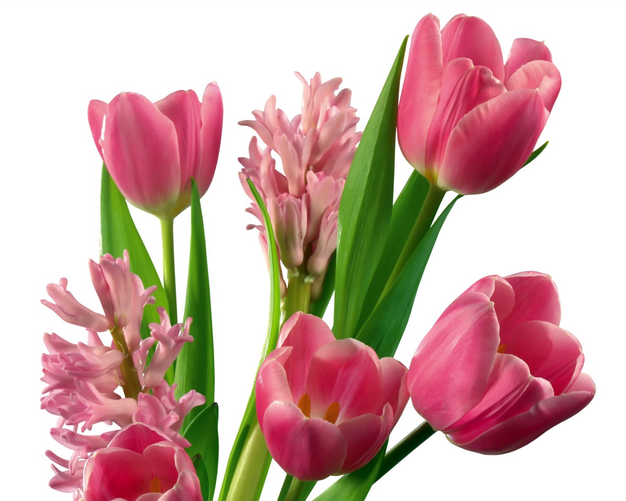 Tulip tapety album (2) #5 - 1280x1024