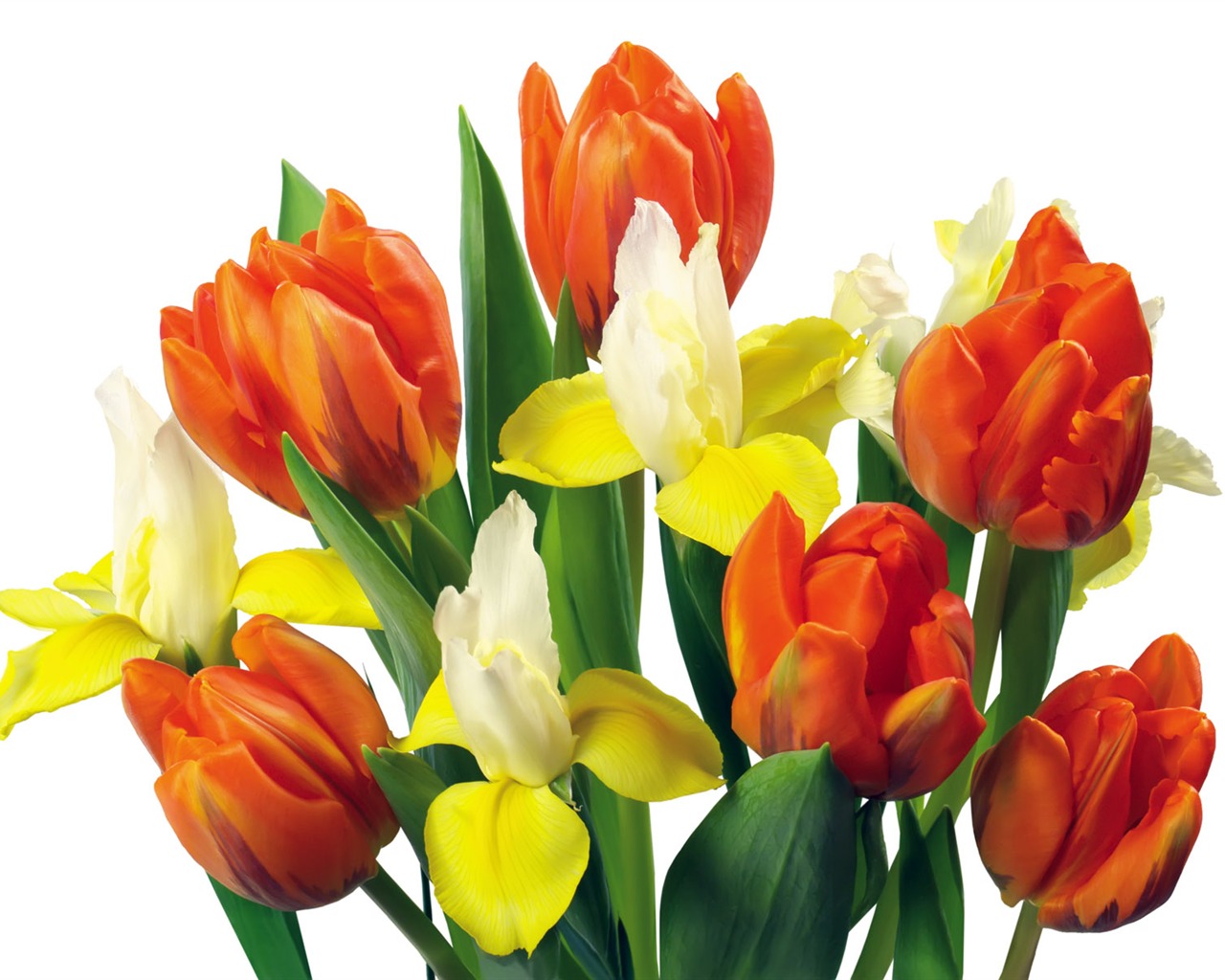 Tulip tapety album (2) #10 - 1280x1024