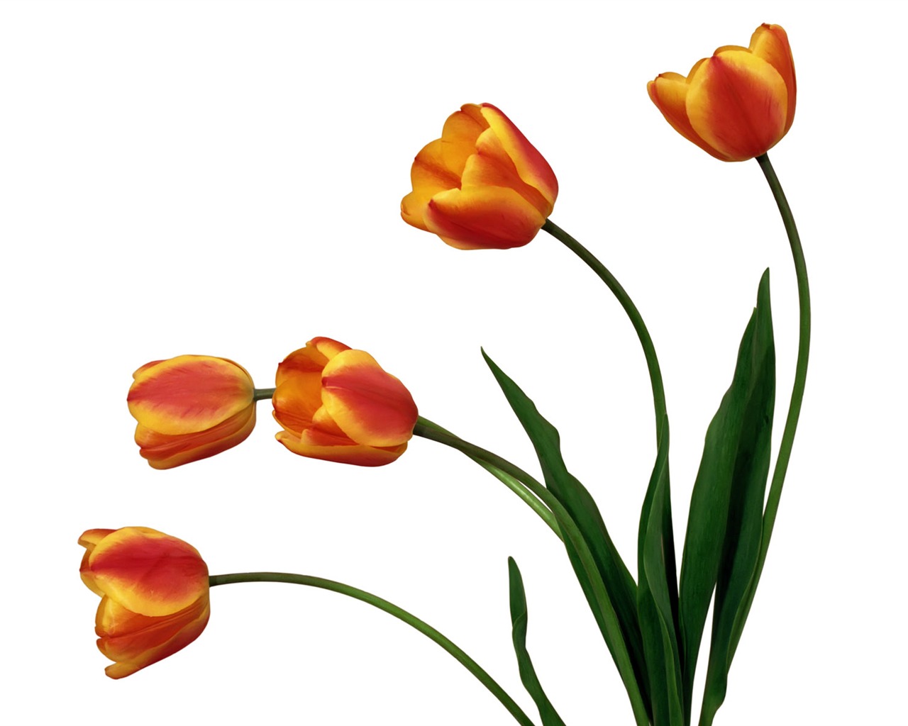 Tulip tapety album (2) #11 - 1280x1024
