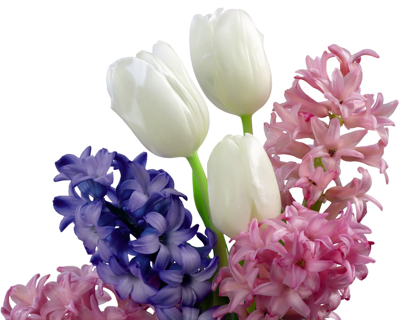 Tulip tapety album (2) #12 - 1280x1024