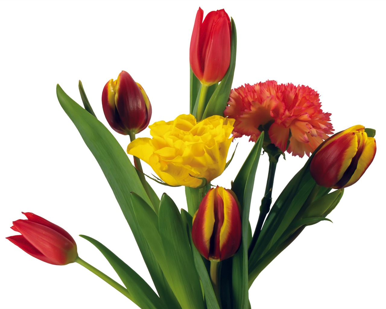 Tulip tapety album (2) #13 - 1280x1024