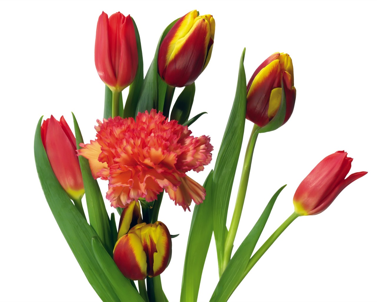 Tulip tapety album (2) #14 - 1280x1024