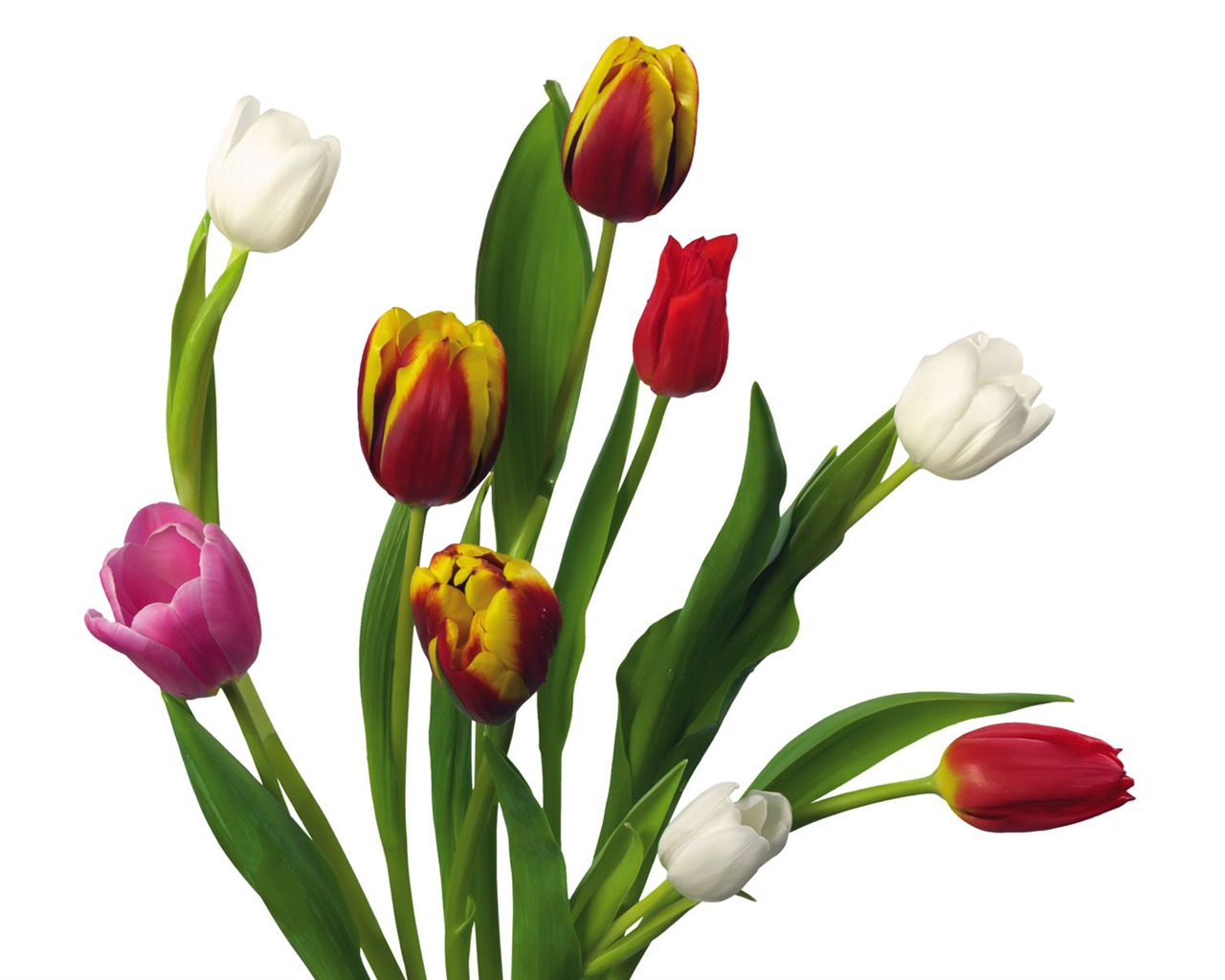 Tulip tapety album (2) #15 - 1280x1024