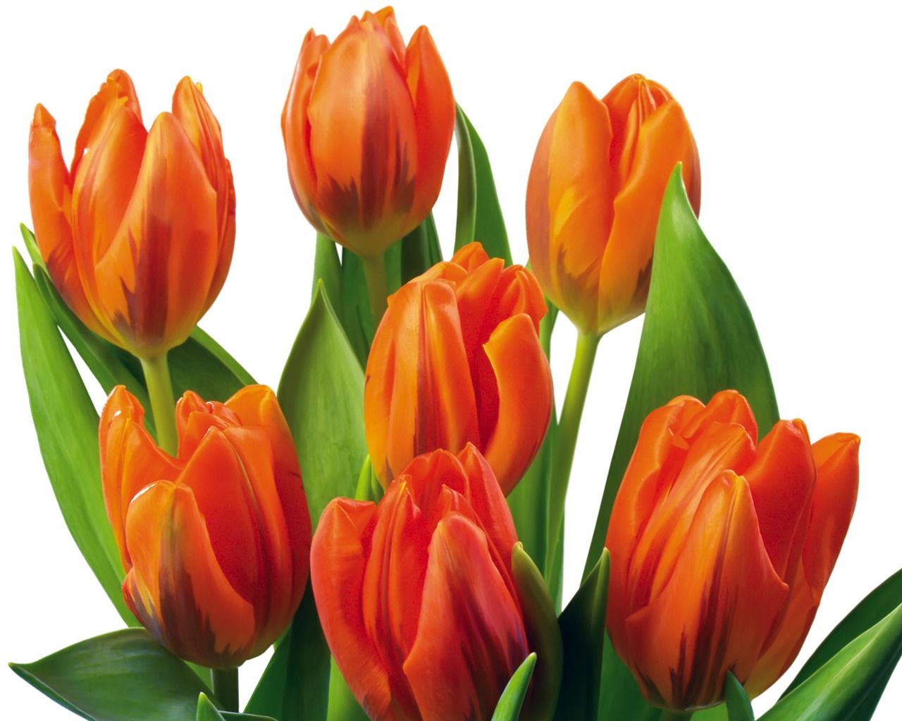 Tulip tapety album (2) #17 - 1280x1024