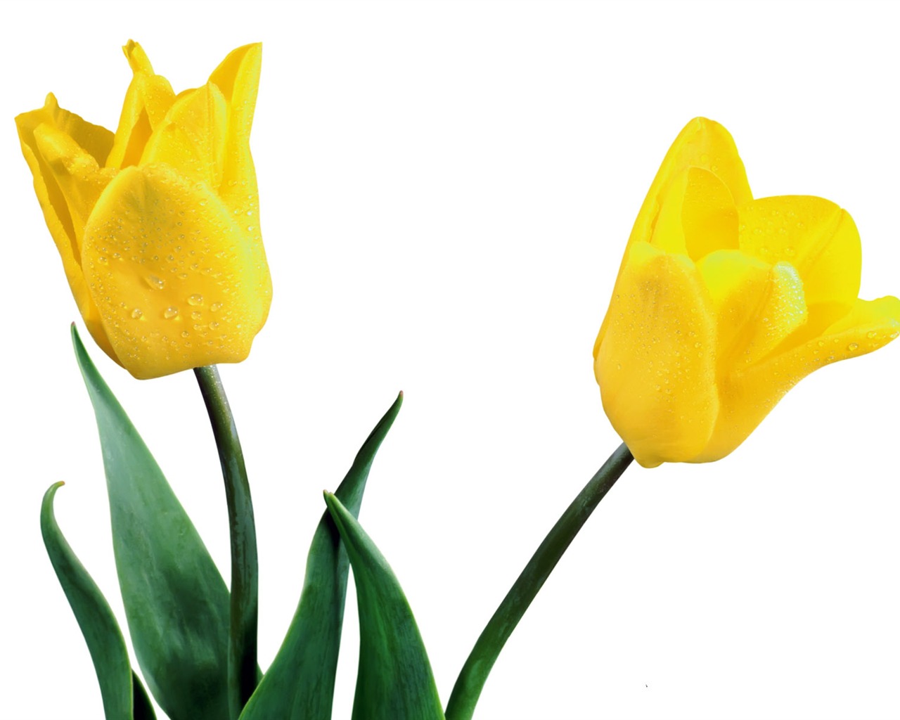 Tulip tapety album (2) #20 - 1280x1024