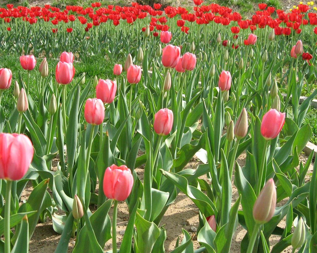 Tulip tapety album (3) #5 - 1280x1024