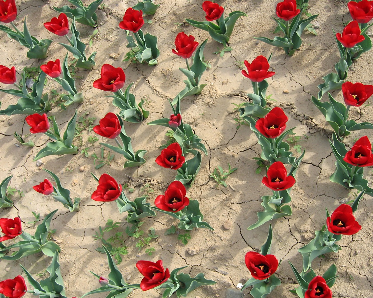 Tulip tapety album (3) #7 - 1280x1024