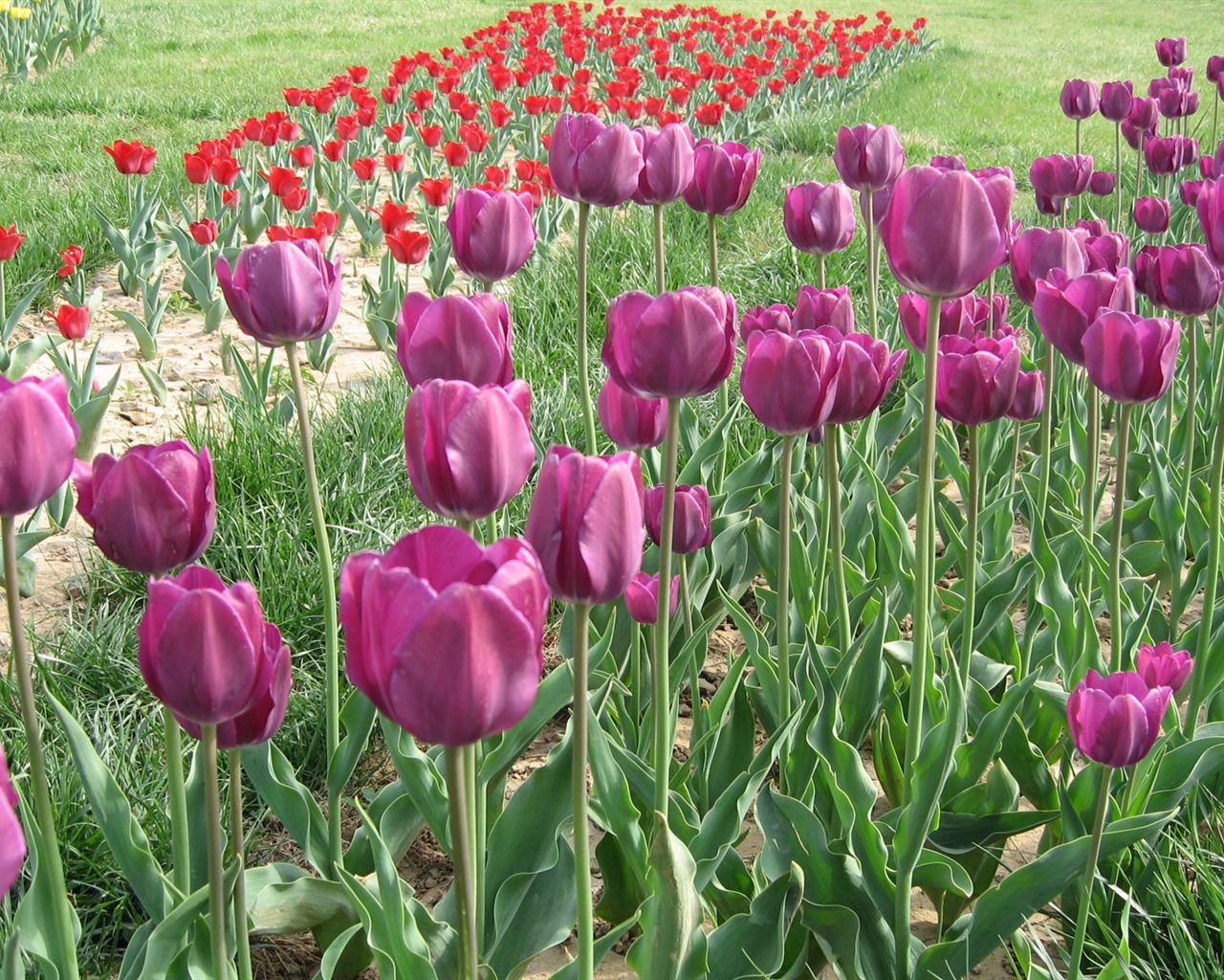Tulip tapety album (3) #9 - 1280x1024