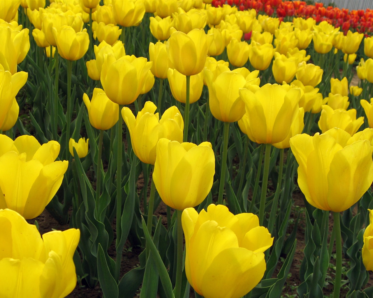 Tulip wallpaper album (3) #11 - 1280x1024