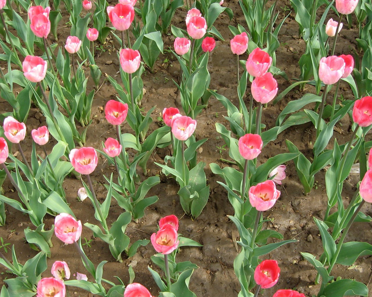 Tulip tapety album (3) #16 - 1280x1024