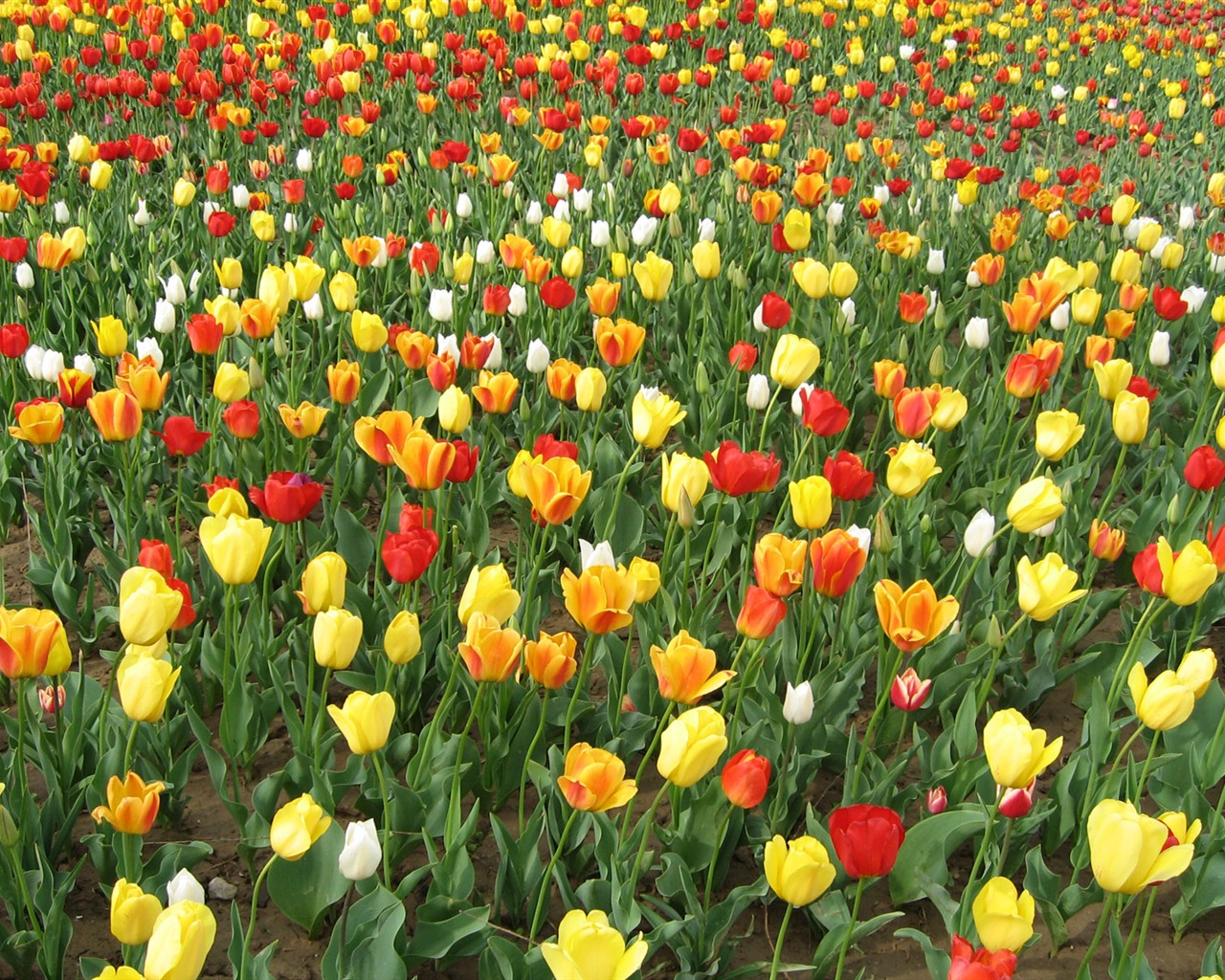 Tulip tapety album (3) #19 - 1280x1024