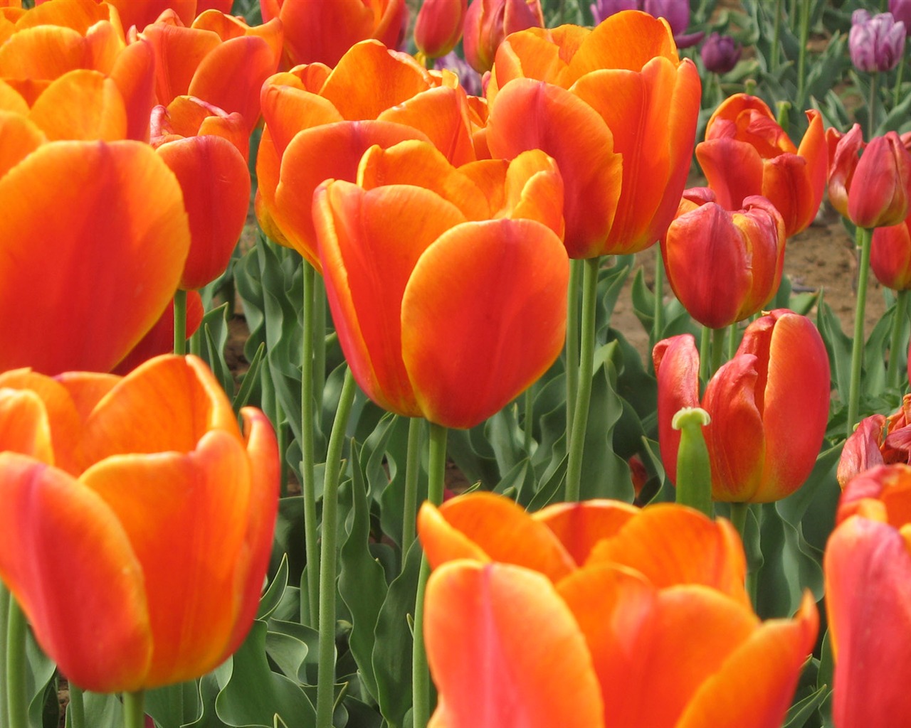 Tulip tapety album (4) #1 - 1280x1024