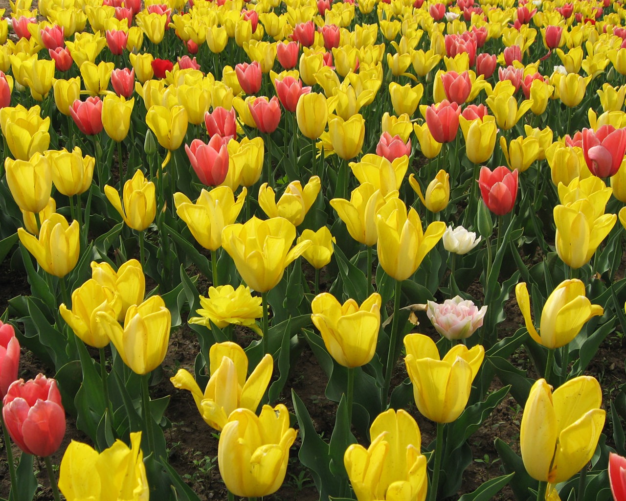 Tulip tapety album (4) #4 - 1280x1024